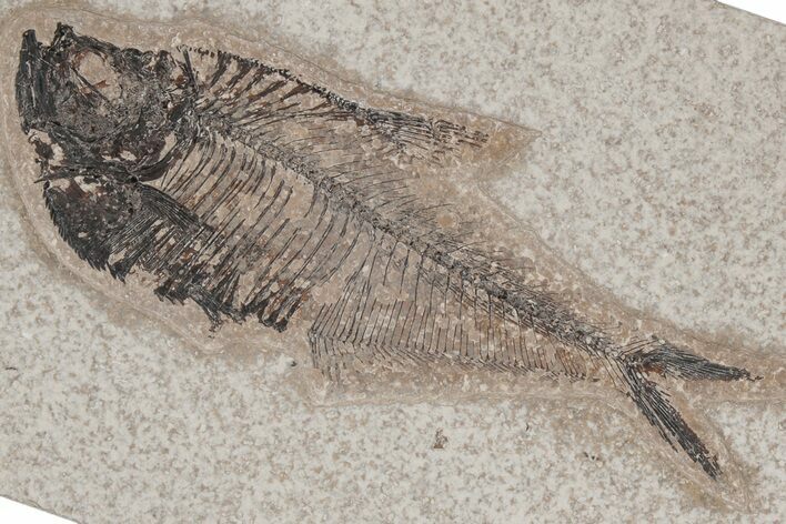 Fossil Fish (Diplomystus) - Green River Formation #214100
